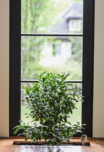 Hilton Carter lemon tree inside home next to black window
